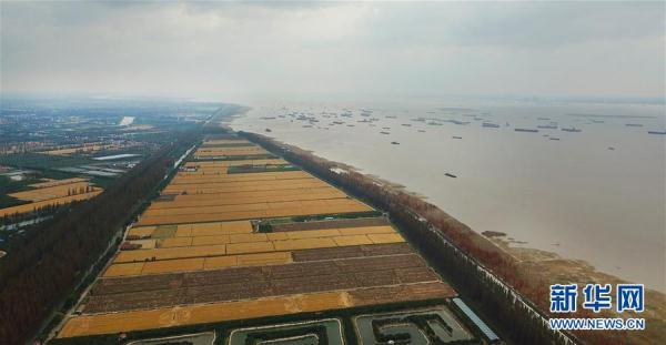 长江入海口在什么地方里（缤纷多彩长三角冬日的上海崇明长江入海口）