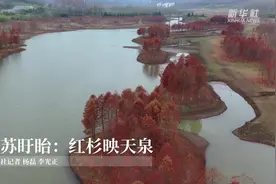江苏盱眙：红杉映天泉视频封面