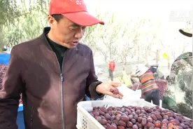 “网红”枣农陈晓明视频封面