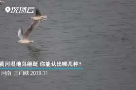 河南三门峡：黄河湿地鸟翩跹 你能认出哪几种？视频封面