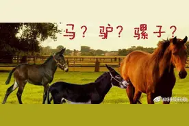 骡子分为马骡和驴骡图片