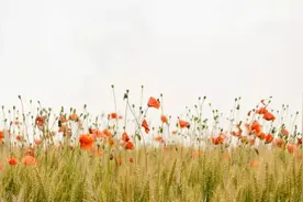 如果你不开心，就看看这12个冷笑话开心一下吧图片