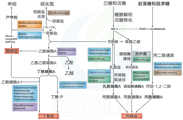 你吃的膳食纤维对你有帮助吗