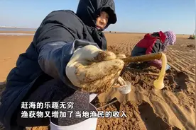 赶海挖“蛏”正当时