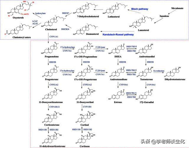 类固醇激素的合成、作用机制与调控