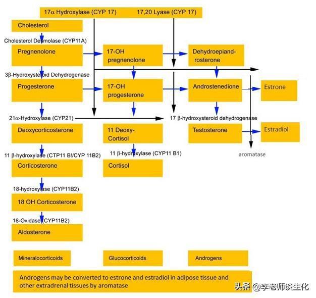 类固醇激素的合成、作用机制与调控