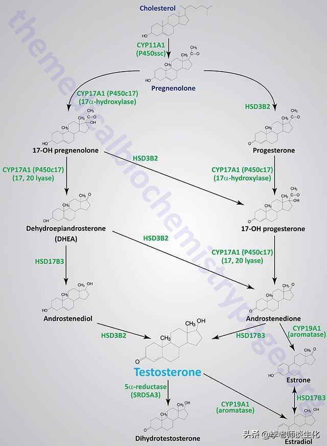 类固醇激素的合成、作用机制与调控