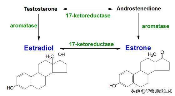 类固醇激素的合成、作用机制与调控