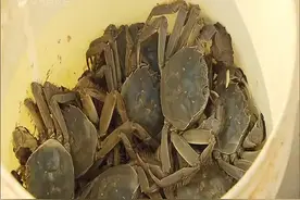 小个头也有大风味 品尝四团特产平安蟹正当时视频封面