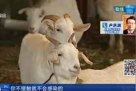 人与人传染几率极低！兰州兽医研究所布鲁氏菌阳性人数增至96人视频封面