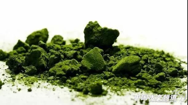 好消息！藻类生物饲料已经渗透到水产养殖