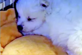 是”应激反应“还是“星期狗”？宠物狗买回次日上吐下泻不止图片