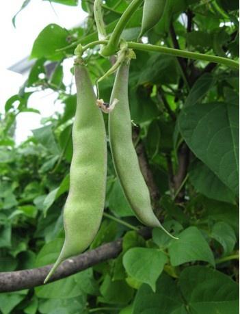 云南多地因加工不当东北油豆现中毒事件 卫健委发警示