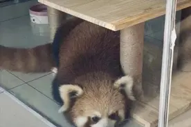 重庆一咖啡馆疑饲养小熊猫怎么回事？小熊猫长什么样的为何不能家养图片