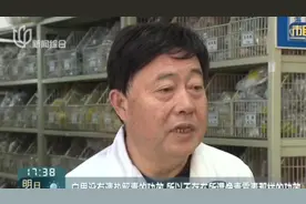 市民路边捡拾银杏果  专家提醒食用不当会中毒