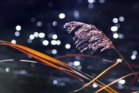 「夜读」夜半无人私语时图片