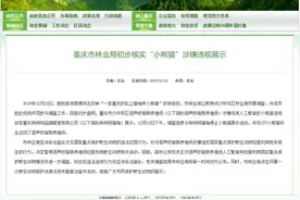 重庆私立猫咖养“小熊猫”被举报 官方：涉嫌违规展示图片