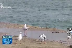 人与自然和谐共处！海鸥如约聚青岛海岸，岛城冬日添浪漫视频封面