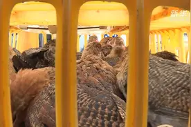 广西融安：鸡苗送下村  脱贫致富有希望视频封面