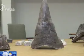 虹桥机场海关破获往年来最大犀牛角走私案，犀牛角总重量近10公斤视频封面