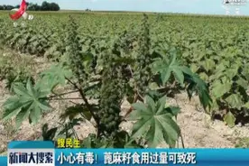 小心有毒！ 蓖麻籽食用过量可致死