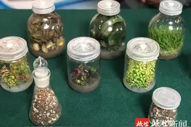 像搭乐高一样给植物“造型”……看全国15支研究生队伍如何展示“智慧农业”图片