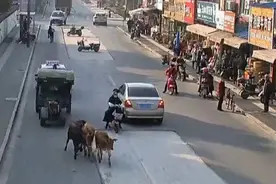 上海金山的公路上出现了四只黄牛，民警费了九牛二虎之力将其制服图片