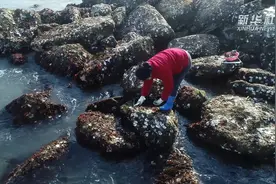 山东荣成：赶海打“蛎”正当时视频封面