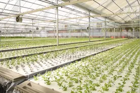 喝“定制水”、睡“智能床”，供澳水培蔬菜这样养成！视频封面