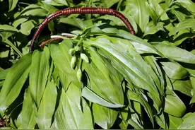 女人40老得快，常吃以下4种野菜，皮肤白了，子宫也好了图片