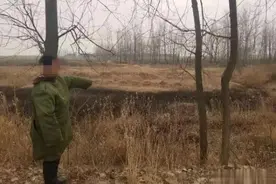 300只鹅“离家出走”被两男子顺走，被发现后物归原主仍被抓图片