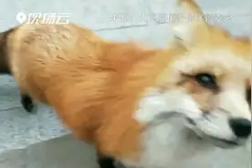 狐狸每天到庙门口卖萌乞食 准时准点不缺席视频封面