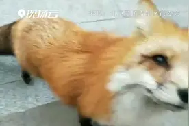 狐狸每天到庙门口卖萌乞食 准时准点不缺席视频封面