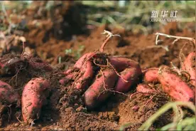 河南孟津：传统手工红薯粉条加工拓宽群众致富路视频封面