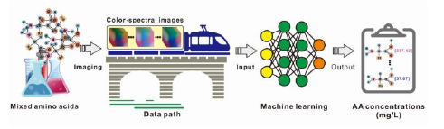 机器学习让氨基酸分析不再费时费力