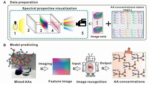 机器学习让氨基酸分析不再费时费力
