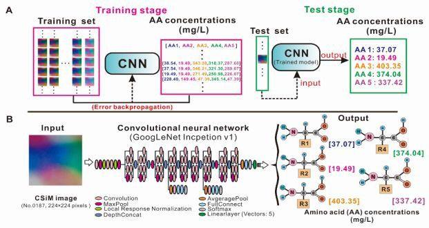 机器学习让氨基酸分析不再费时费力