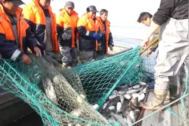 这就是山东｜枣庄山亭岩马湖冬捕“起网”，人欢鱼跃丰收忙视频封面