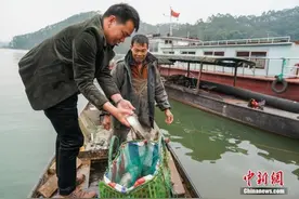 媲美日本刺身的古脍：广西横县鱼生“鱼味无穷”图片