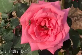 冬至广州太暖，无冰点，但有这些赏雪溜冰点
