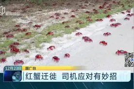 红蟹马路上“横行霸道”，澳洲司机被迫装上温柔的“扫蟹铲”！视频封面