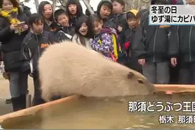 惬意！“网红”动物水豚日本享受柚子温泉浴 边泡边吃(图)图片
