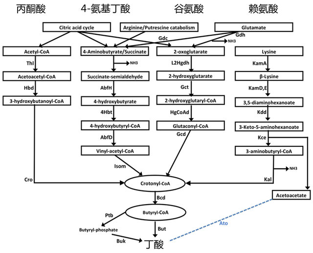 你吃的膳食纤维对你有帮助吗