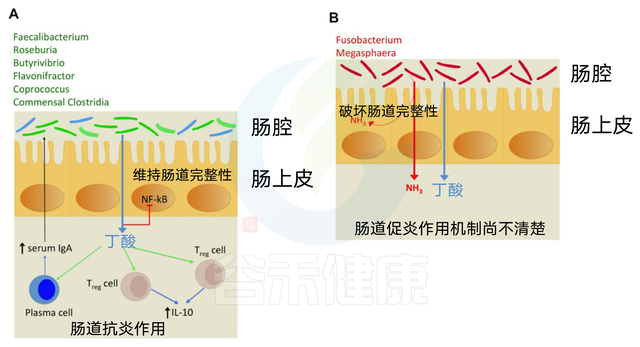 你吃的膳食纤维对你有帮助吗