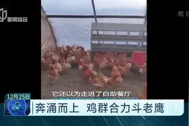 美国一农场遭袭击，一只老鹰飞入鸡舍，结果差点没活着出来视频封面