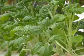 早上在湖南 夜里到香港！这里的蔬菜“鲜”到家视频封面