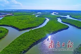 多图｜湛江连片最大红树林保护区，生机盎然宛如海上“绿色长城”图片