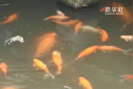 杭州花港观鱼“新居民”：贪吃老鼠抢鱼食视频封面