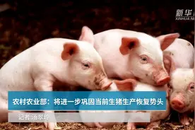 农村农业部：将进一步巩固当前生猪生产恢复势头视频封面