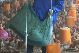 贵州息烽：肉鸡养殖带动农民脱贫增收视频封面